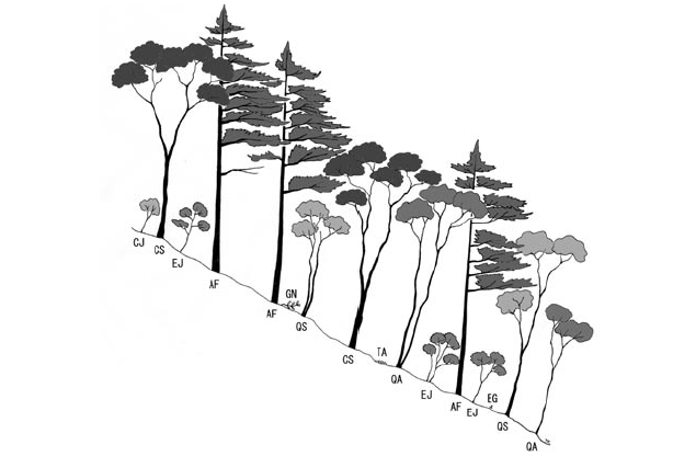 ヤブコウジ－スダジイ群集の群落断面模式図